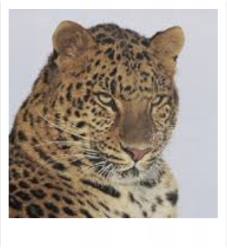 Background - The Amur Leopard